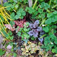 アジュガ,オキザリス,カレックス,ヒューケラ,リシマキア・リッシーの画像