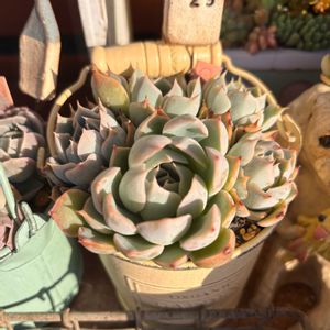 多肉,エケベリア,多肉植物,葉挿し,ベランダガーデンの画像