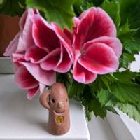 ペラルゴニウム,レンゲソウ,レンゲ,いつもありがとう♡,花のある暮らしの画像