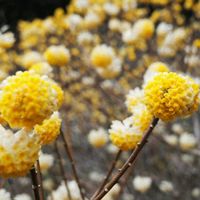 ミツマタ,春の山,不動尻の画像