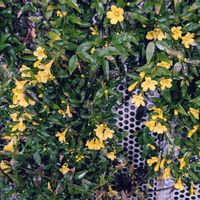 カロライナジャスミン,可愛いお花達,世界に平和を,いつもありがとう(^-^),早朝出勤路の画像