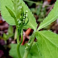 チェリーセージ,ミツバ,ミツバ,シレネピンクパンサー,錦英ツツジの画像