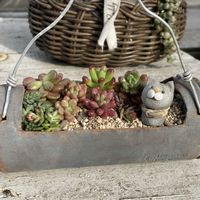 多肉植物,しぞーか勢,ﾋﾟｰﾀﾝ愛好家♥️の画像