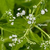 ミツバ,ミツバ,山野草,꒰ღ˘◡˘ற꒱かわゅ~,実家の畑の画像