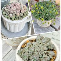 子持ち蓮華,プロリフィカ,フェンウッド,お気に入り♡,かわいいな♡の画像