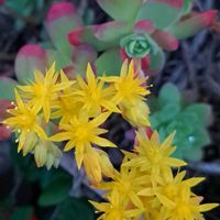 薄化粧,多肉植物,うどん県人会,うどん県西支部,小さな庭の画像