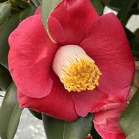 ウメ,クリスマスローズ,ツバキ,ヒイラギナンテン,葉牡丹の画像