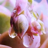 多肉植物,幸せの多肉,ありがとう♡︎⸜( ´ ꒳ ` )⸝♡︎,Love and Courage,幸せの風景の画像