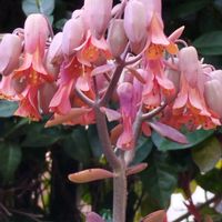 多肉植物,庭の画像