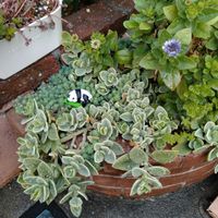 多肉いろいろ,多肉植物,パンダの日,つぶつぶの日,2のつく日は斑入りの日の画像