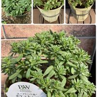 スーパーベル,バーベナ,ガウラ リリポップピンク,スーパーチュニア,スーパーべナの画像