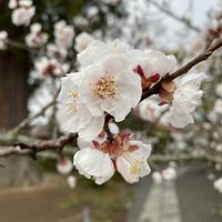 アセビ,ウメ,ツクシ,散歩の画像