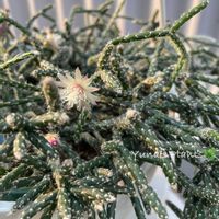 リプサリス,リプサリス　フロストシュガー,ハンキングの画像