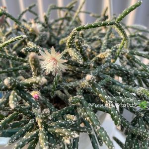 リプサリス,リプサリス　フロストシュガー,ハンキングの画像