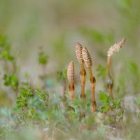 ツクシ,ミラーレス一眼,GS映え,うどん県人会,お出かけ先の画像