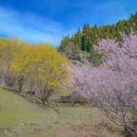サンシュユ,桃源郷,【額縁シリーズ】の画像