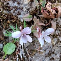 エイザンスミレ,山野草,山歩き,花のある暮らし,可愛いお花の画像