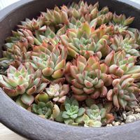 メビナ,多肉植物,われら17年組,北国の窓辺の画像