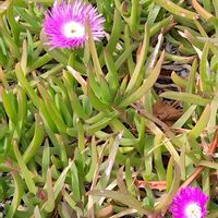 マツバギクの画像