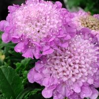 観葉植物,はなはな,花のある暮らし,花の写真,花のある生活の画像