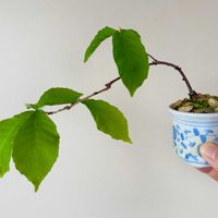 コナラ,コナラ,盆栽,実生,小品盆栽の画像