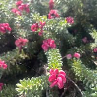 グレビレア ラニゲラ,元気もらえる,お花のある暮らしの画像