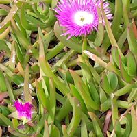 マツバギクの画像