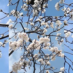 サクラ,スミレ,ハナノキ,太閤千代しだれ,タムシバ　ワダズメモリーの画像