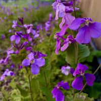 キランソウ,スミレ,スミレ,ムラサキハナナ,ビオラの画像