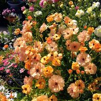 ラナンキュラス　ラックス,ラナンキュラスラックス,満開,花のある暮らし,春の訪れの画像