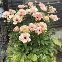 ラナンキュラスラックス ヘスティア,花のある暮らし,花好きな人と繋がりたい,庭,その他エクステリアの画像