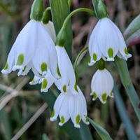 スノードロップ,スノードロップ,スノードロップ,かわぃぃ。,小さな庭の画像