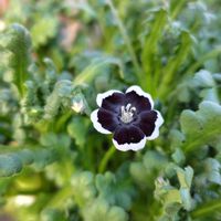 ネモフィラ,ネモフィラ ペニーブラック,開花,うれしい！,庭パトの画像