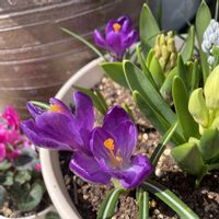 サフランの画像