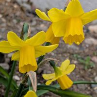 花のある暮らし,季節の楽しみ♡,庭の画像