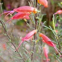 エレモフィラ,クレマチスピクシー天使のすず,ヒメオダマキ　ティアードフリル,エレモフィラ　デシピエンスオレンジの画像