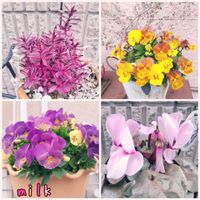 シクラメン,ビオラ,ヘーベ,シクラメン プラチナリーフ アフロディーテ,ラゴディア・ハスタータの画像