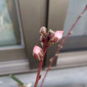 アーモンド,種まき,軒下,桃,家庭菜園の画像