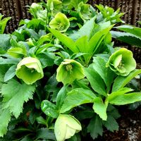 クリスマスローズ,チオノドクサ,四季咲きナデシコ,ユーフォルビア,玄関アプローチの画像