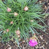 アルメリアの画像