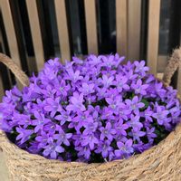 ベルフラワー,いつもの通り道,爽やかな色,むらさきのはな,店頭の花の画像