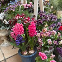 ヒヤシンス,お花,花のある暮らし,花好きさんと繋がりたい,パンビオの画像