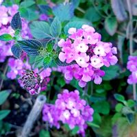 ランタナ,ランタナ,コバノランタナ,コバノランタナ,コバノランタナの画像