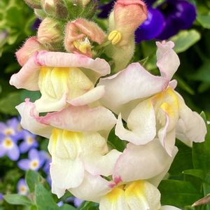 癒し,#ガーデニング,エクステリアの画像