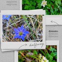 タンチョウソウ,ニリンソウ,ニリンソウ,ハルリンドウ,ハルリンドウの画像