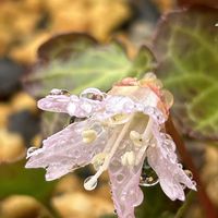 イワウチワ,山野草,鉢物,庭の草＊花＊木の画像
