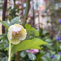 クリスマスローズ,スミレ,ネメシア,パンジー,ビオラの画像