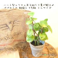 ペペロミア,ペペロミア,ペペロミア オブツシフォリア,ペペロミア オブツシフォリア,多肉植物の画像