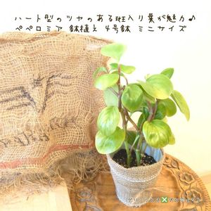 ペペロミア,ペペロミア,ペペロミア オブツシフォリア,ペペロミア オブツシフォリア,多肉植物の画像