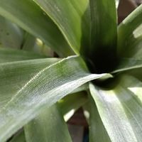 パイナップル,ベランダの画像